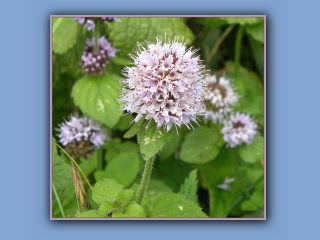 water mint.jpg